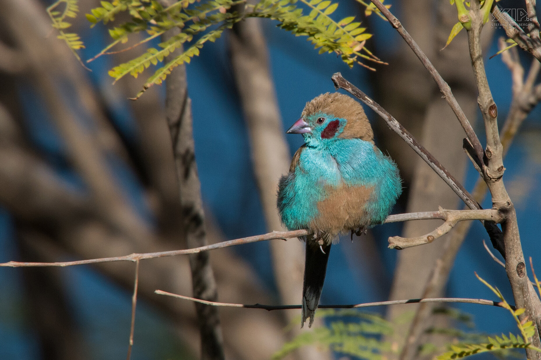 Debre Zeit - Blauwfazantje In de tuin rondom de lodge zaten zeer veel kleurrijke vogels waaronder dit Blauwfazantje (Red-cheeked Cordon-bleu, Uraeginthus bengalus). Hierna reden we terug naar de hoofdstad Addis Abeba en vlogen naar huis. Stefan Cruysberghs